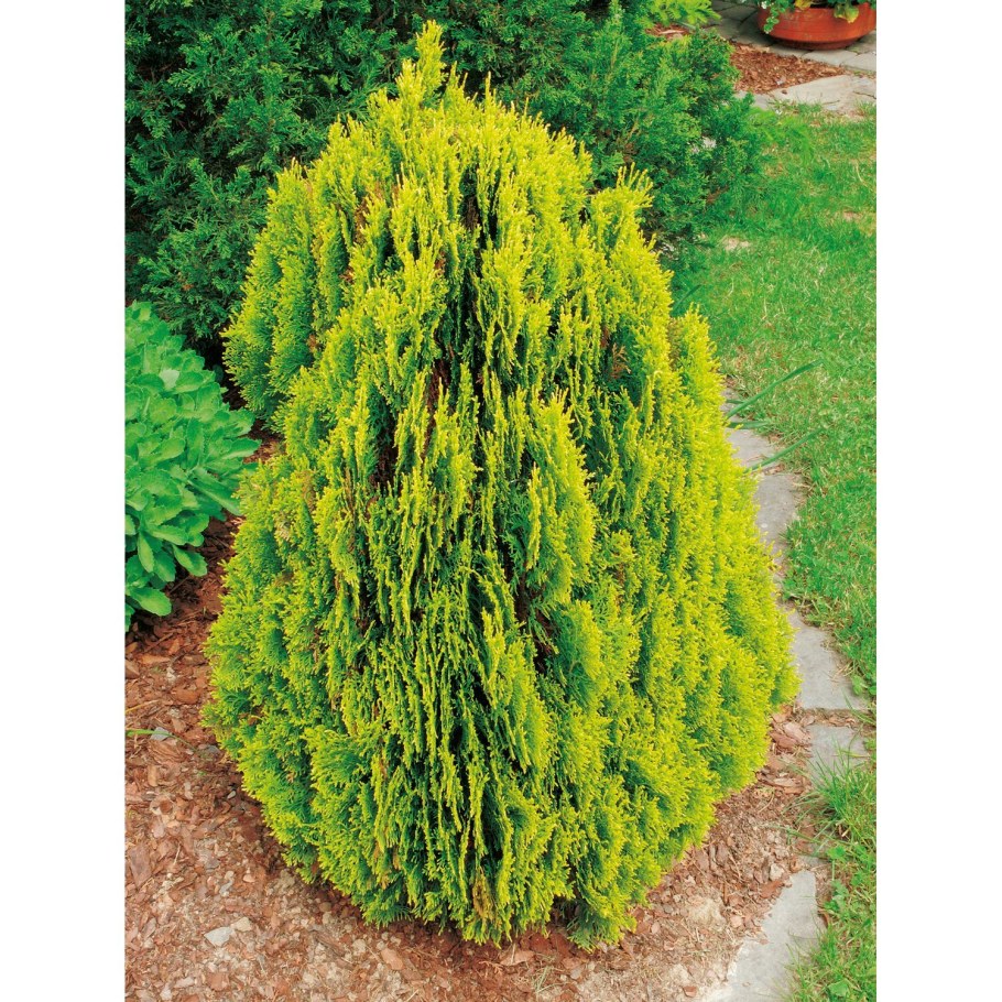 Туя Восточная плосковеточник