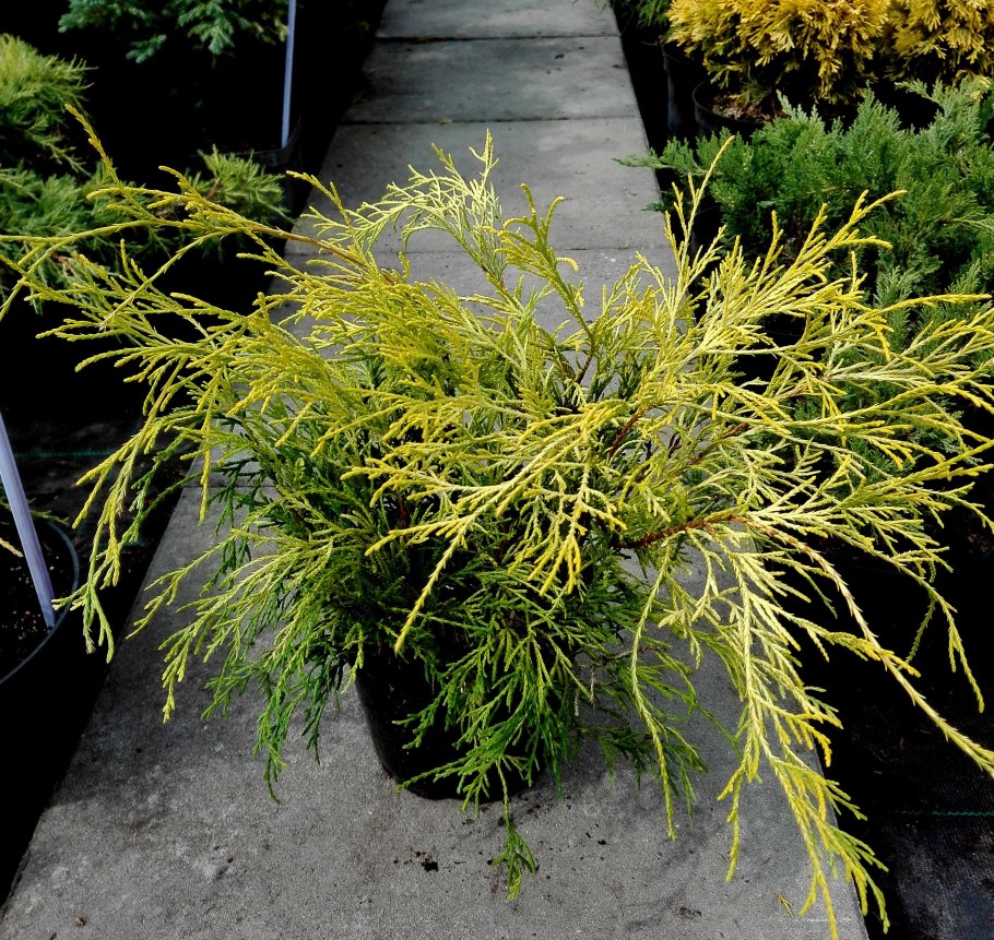 Кипарисовик горохоплодный Филифера Ауреа Нана