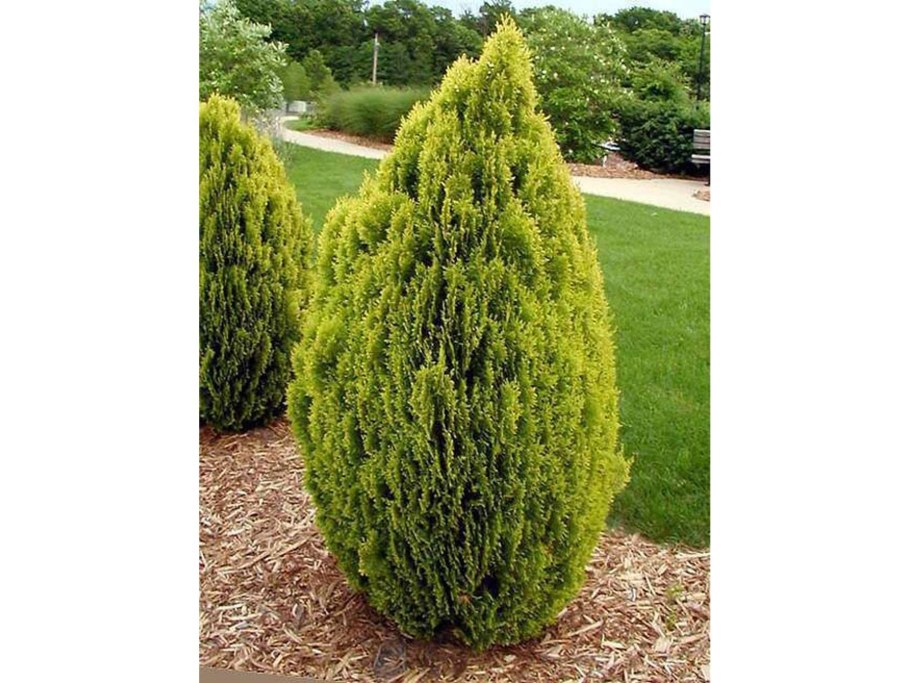 Туя Восточная Пирамидалис Ауреа