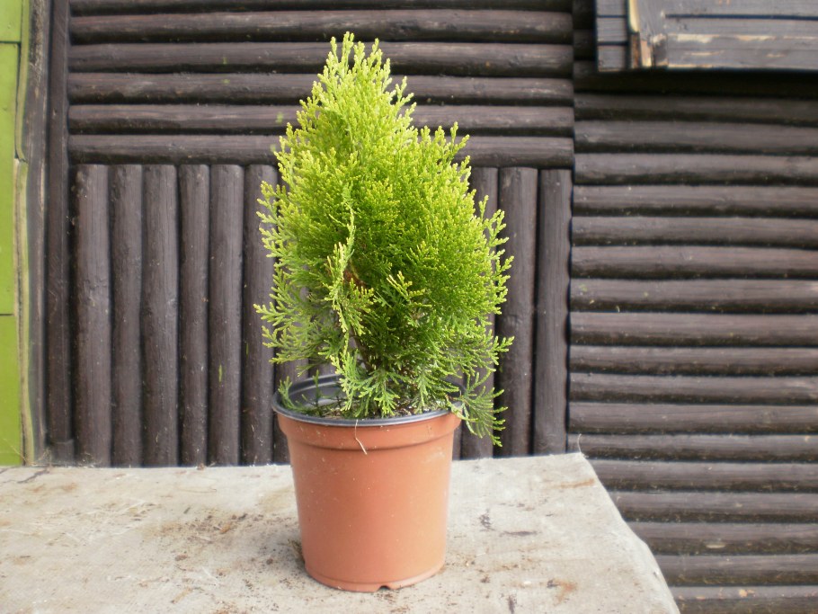 Туя Ауреа Нана