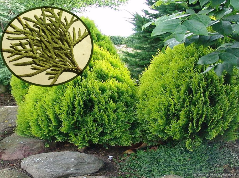 Туя Западная Ауреа Нана