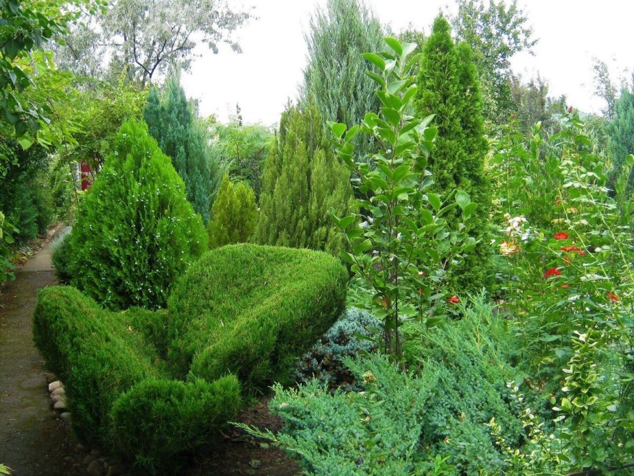 Туя минт джулеп