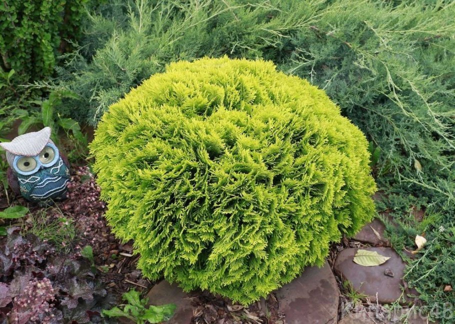 Туя Даника Ауреа