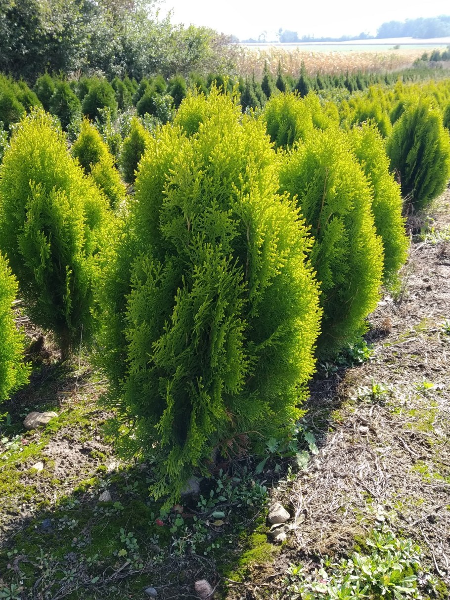 Туя Восточная Ауреа