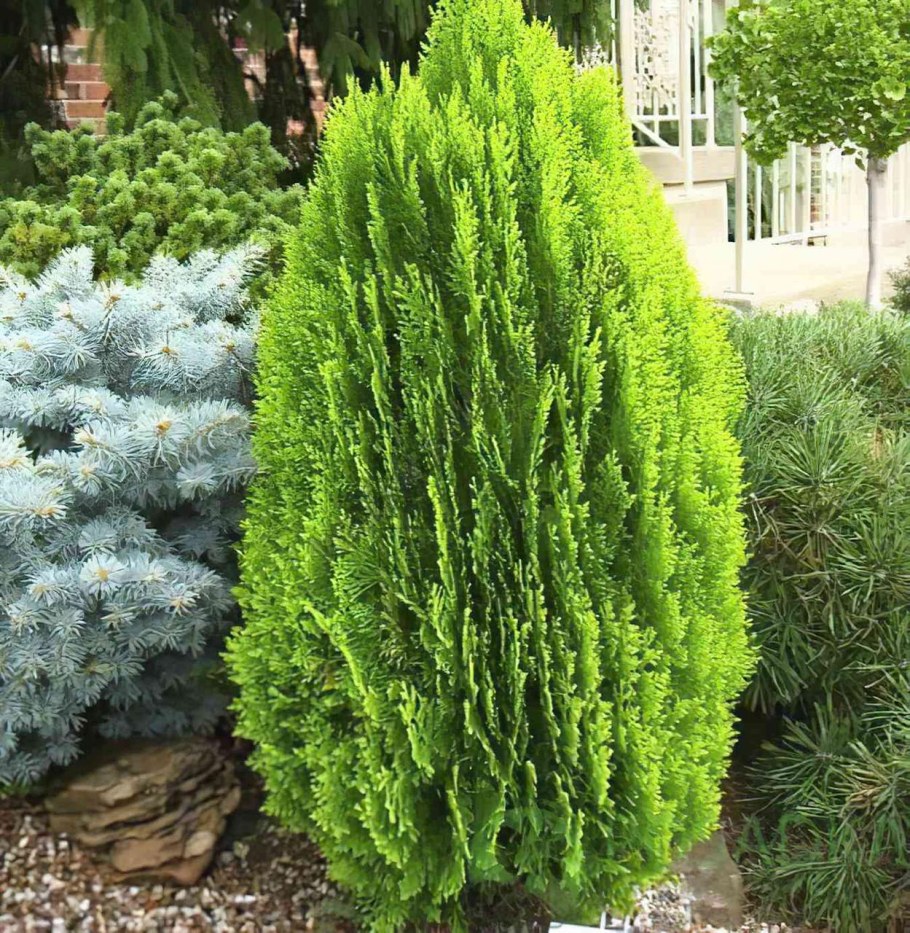 Туя Восточная Платикладус