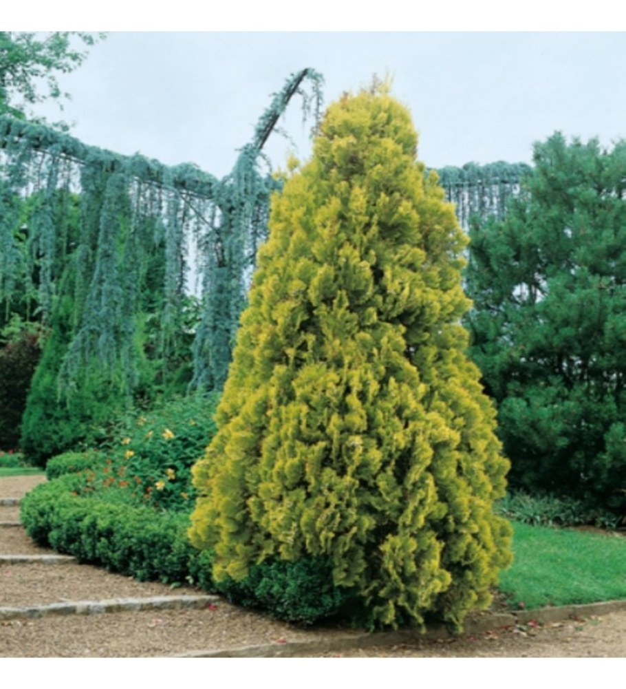 Туя Ауреа Нана Пирамидалис