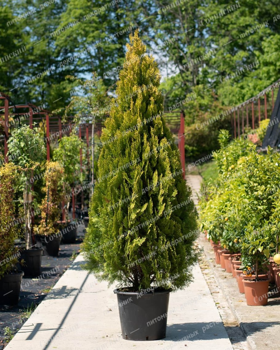 Туя Пирамидалис Ауреа