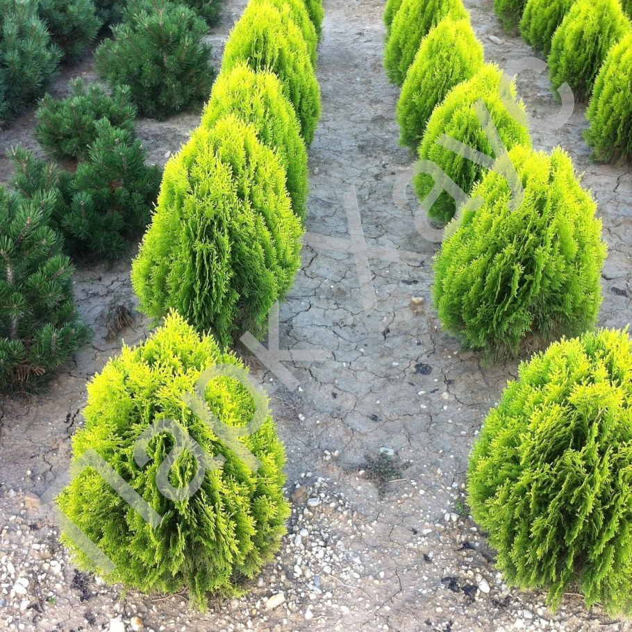 Туя складчатая Ауреа Нана