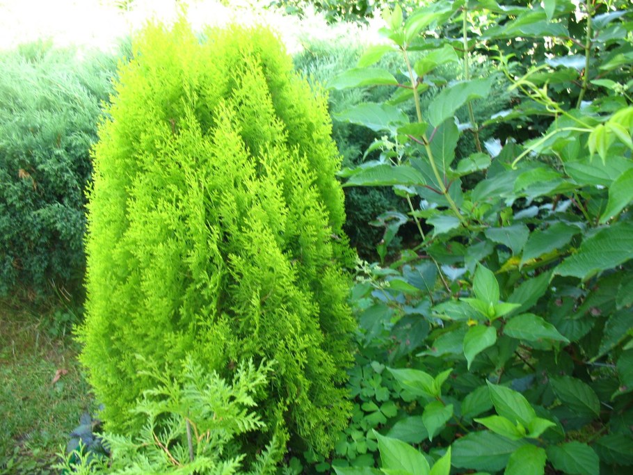 Туя Восточная Ауреа Нана