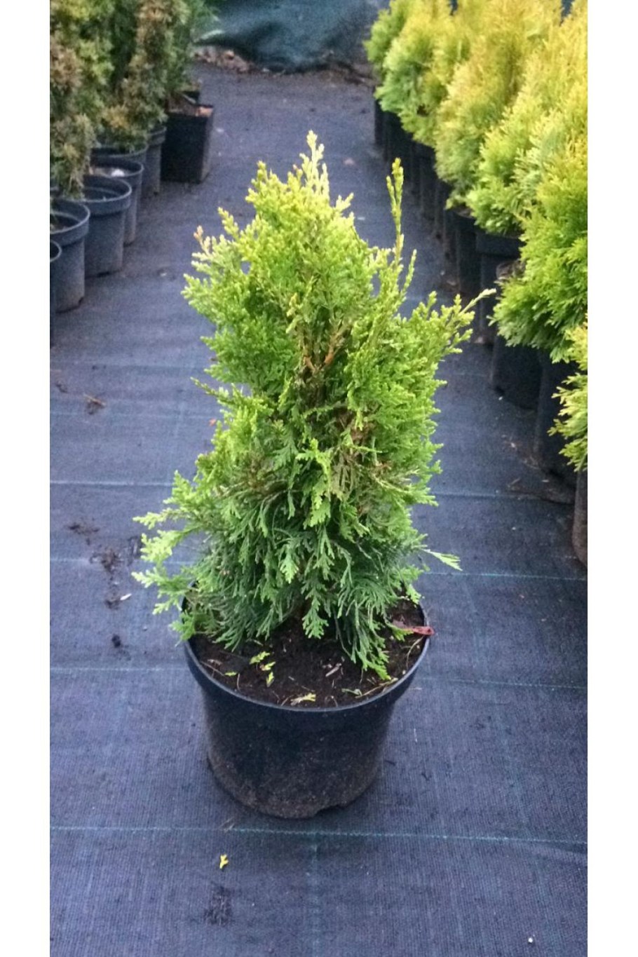 Туя Ауреа Нана