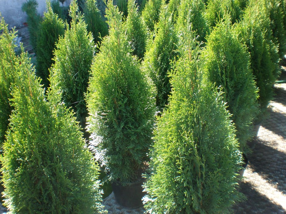 Туя Восточная Пирамидалис Ауреа