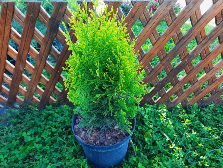 Туя Восточная Ауреа Нана в ландшафте