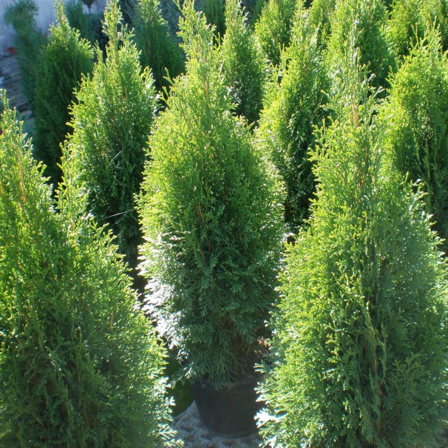Туя Восточная Пирамидалис