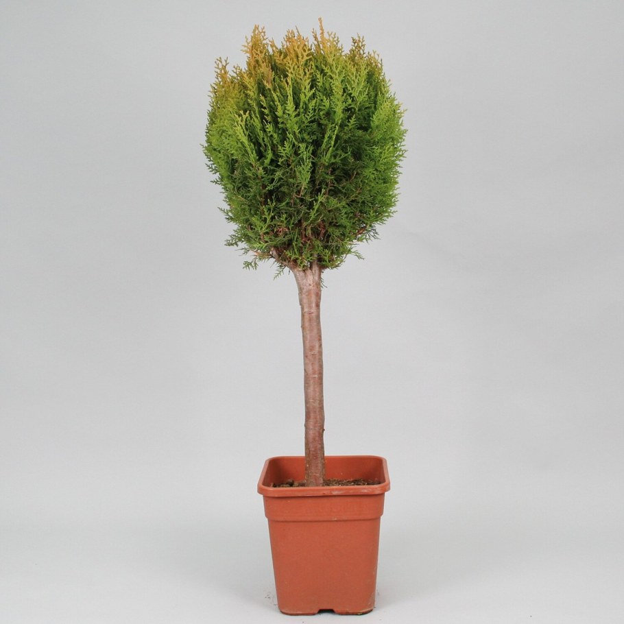 Туя туя Ауреа Нана