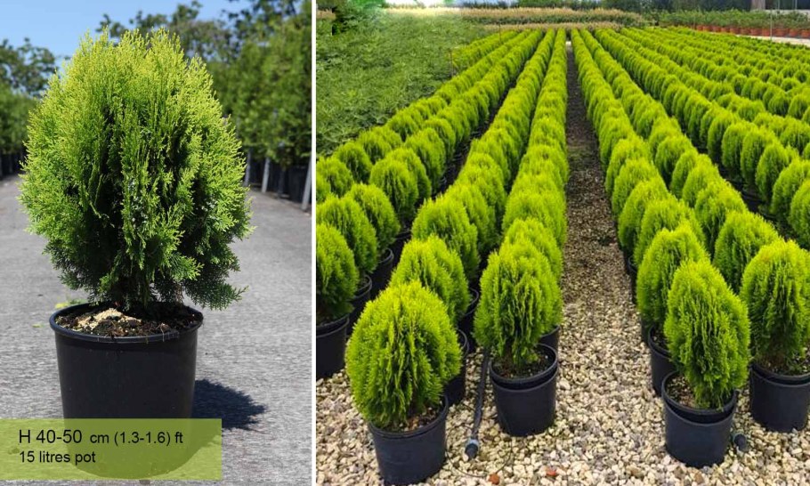 Туя Смарагд и Ауреа Нана