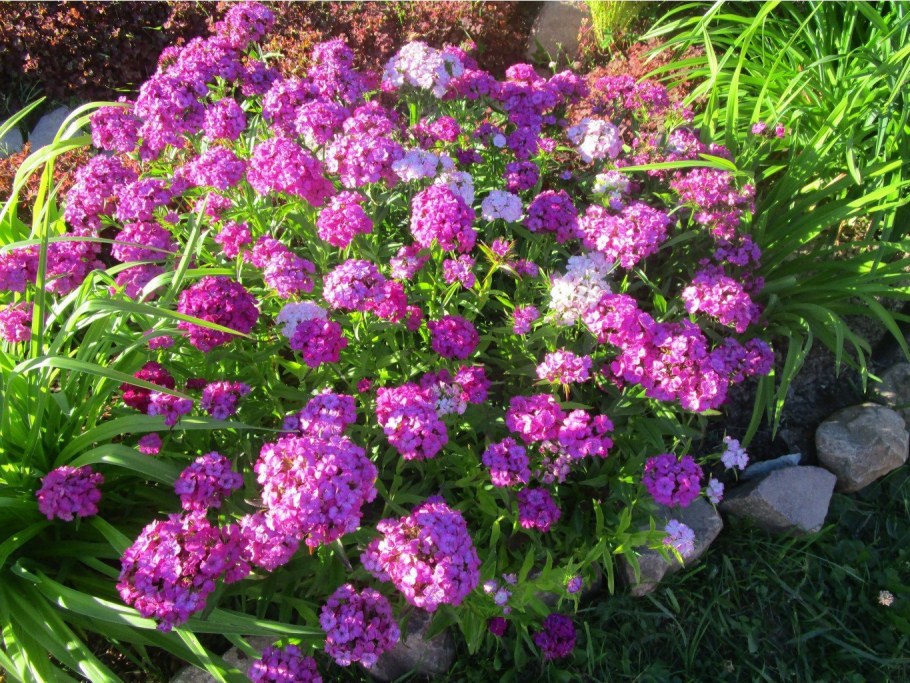 Турецкая гвоздика многолетняя