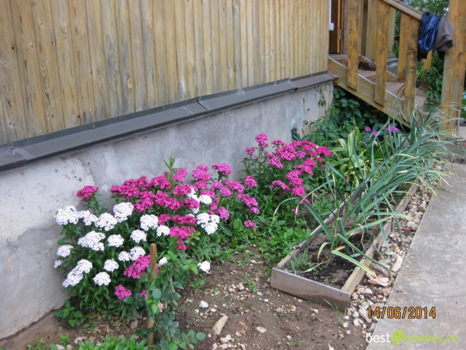 Турецкая гвоздика на клумбе