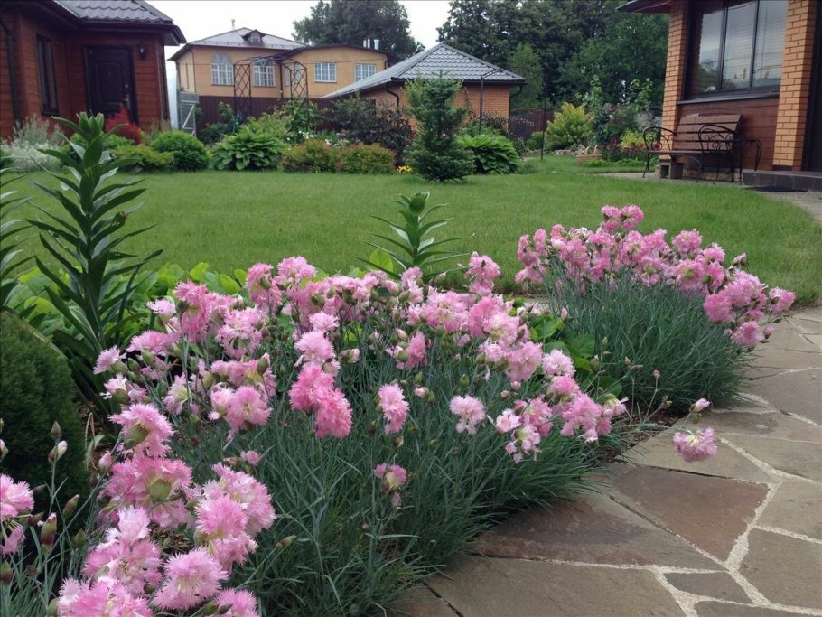 Гвоздика перистая Садовая