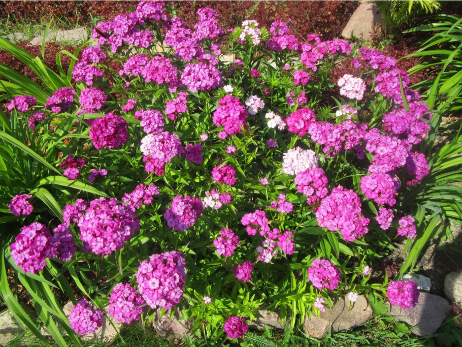 Турецкая гвоздика многолетняя