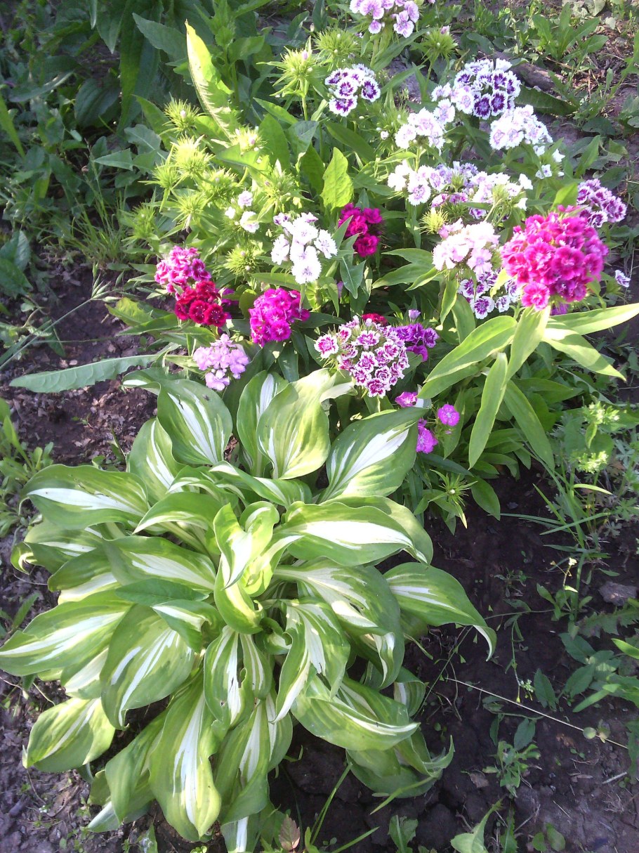 Хоста с гвоздикой