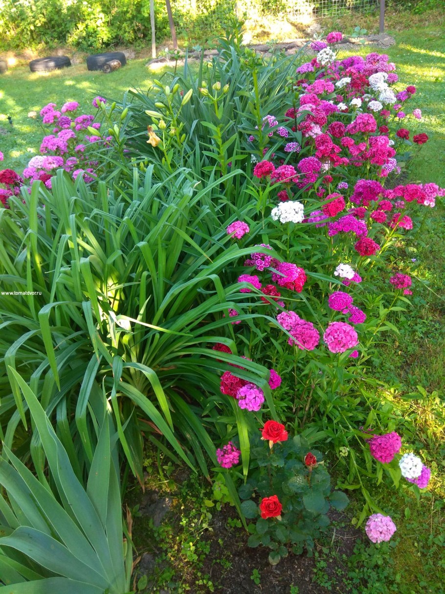 Пионы Флоксы лилейники