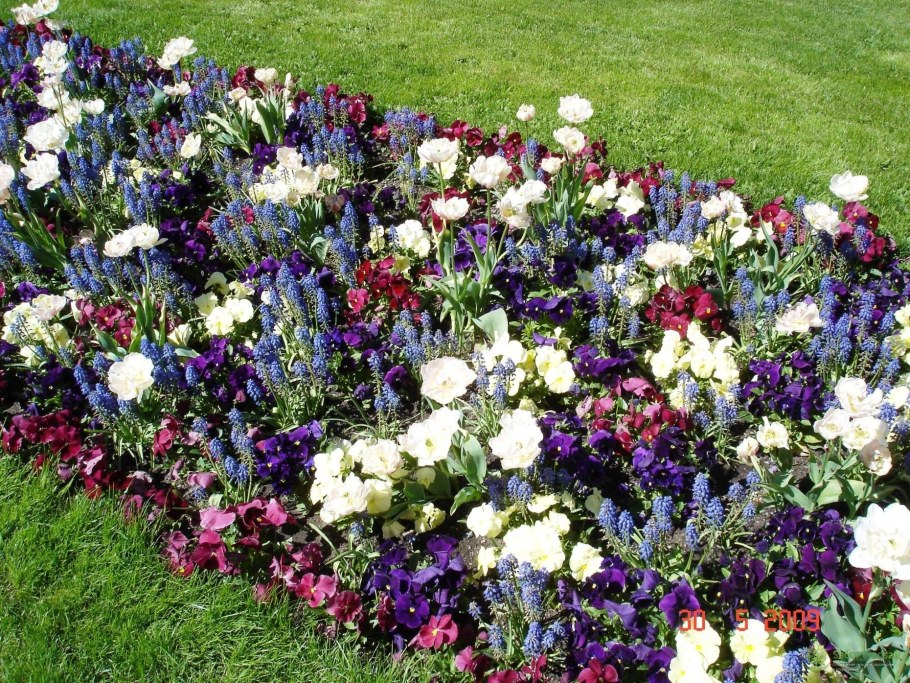 Циния статица эустома