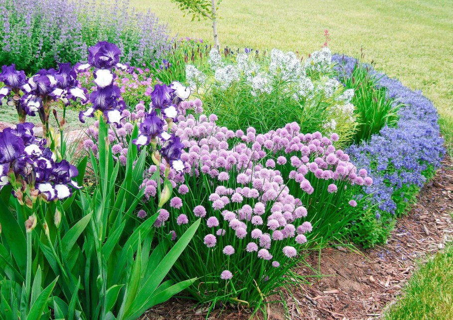 Миксбордер лилейник ирисы