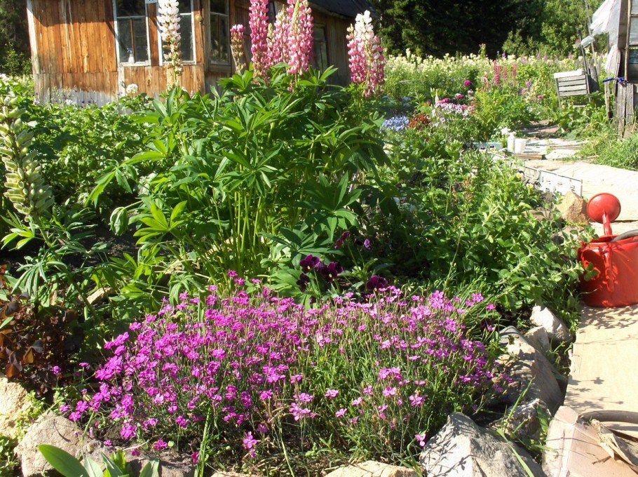 Гвоздика травянка в миксбордере