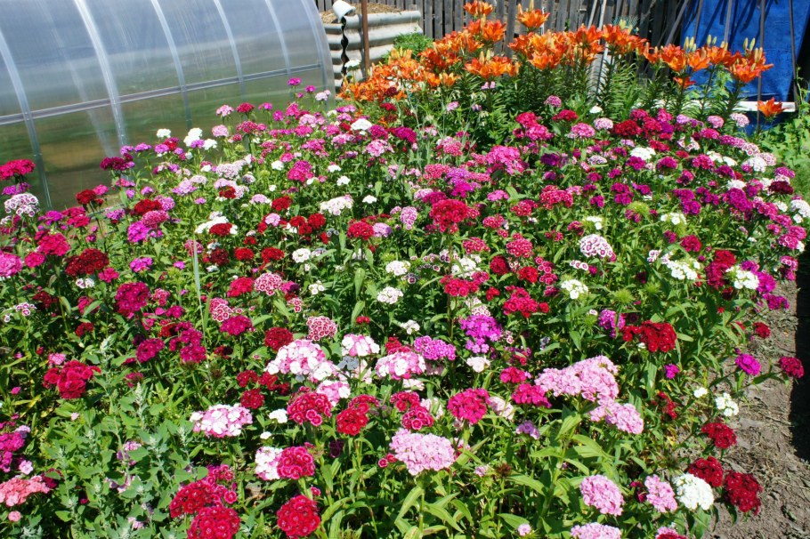 Турецкая гвоздика на клумбе