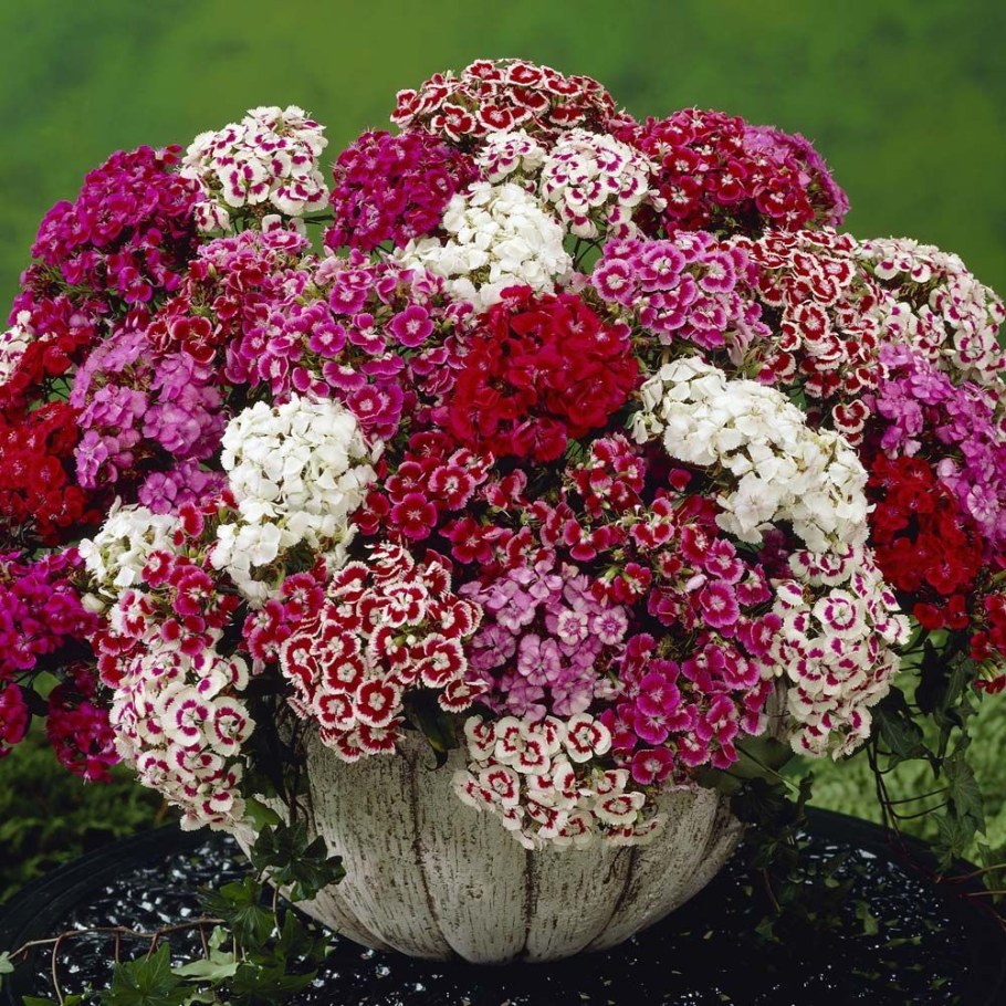 Гвоздика турецкая Диабунда ред