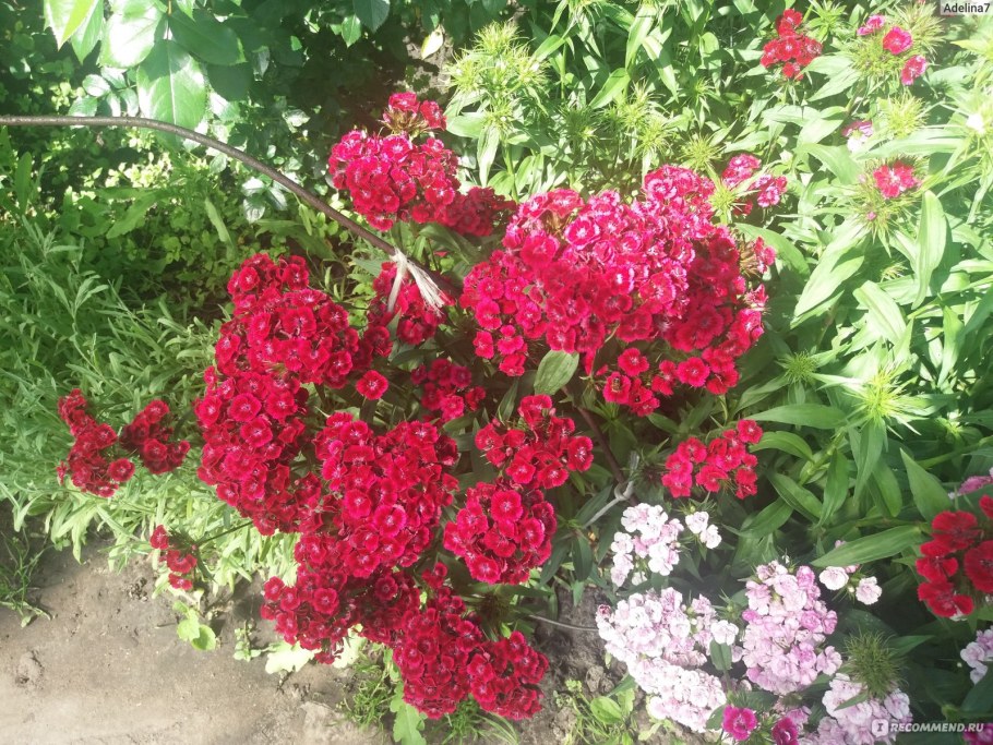 Барбатус турецкая гвоздика