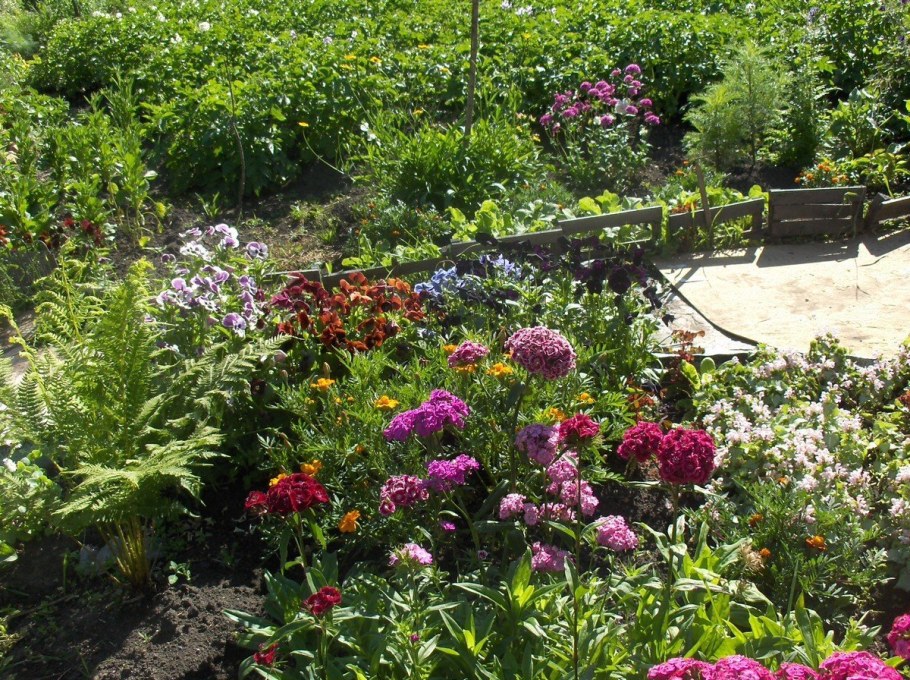 Турецкая гвоздика на клумбе