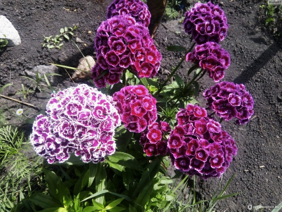 Гвоздика турецкая Блэк Мэджик