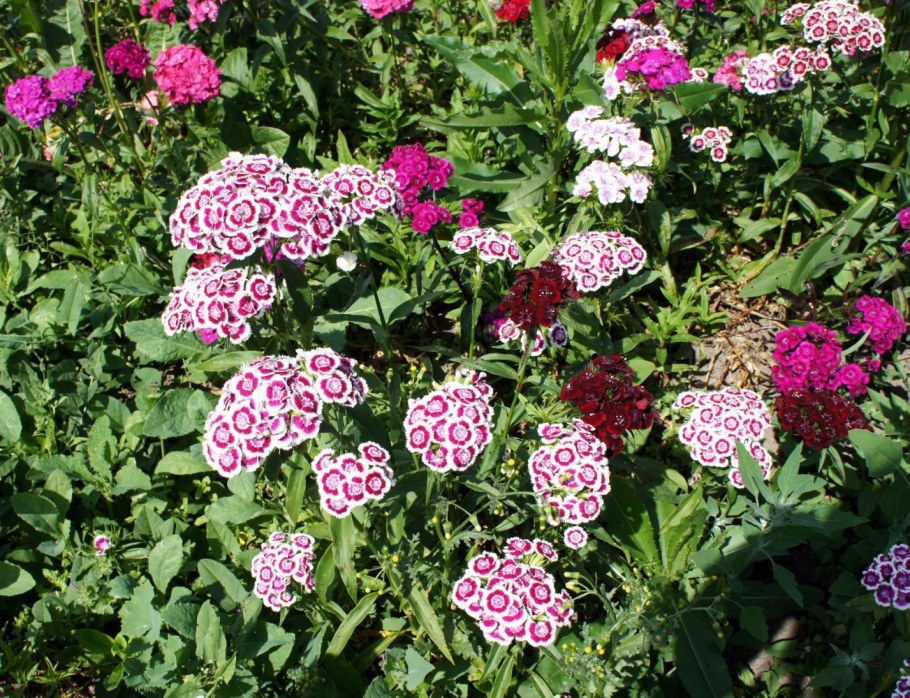 Турецкая гвоздика многолетка