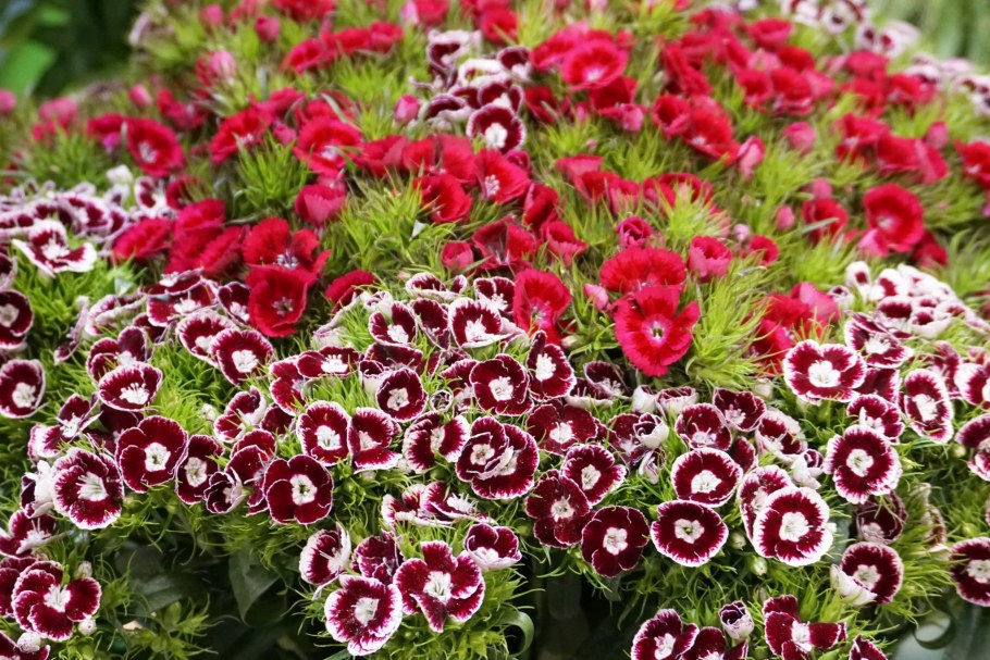 Гвоздика турецкая (Dianthus barbatus)