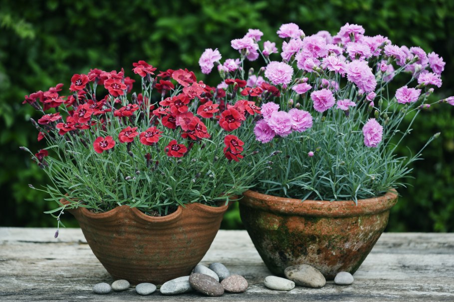 Гвоздика Шабо травянка