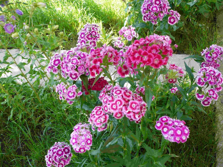 Гвоздику турецкая низкорослая