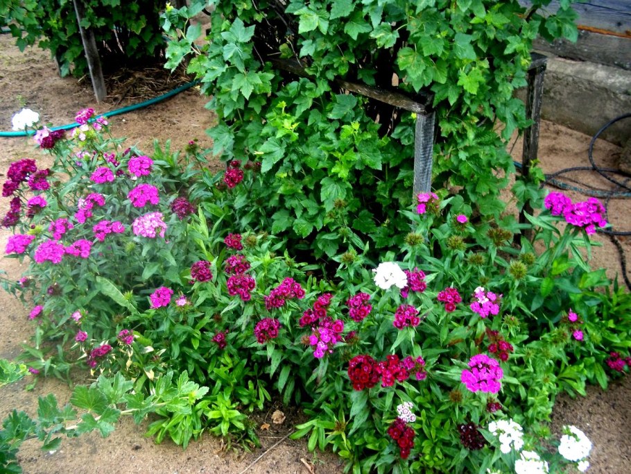 Мирабилис в ландшафте