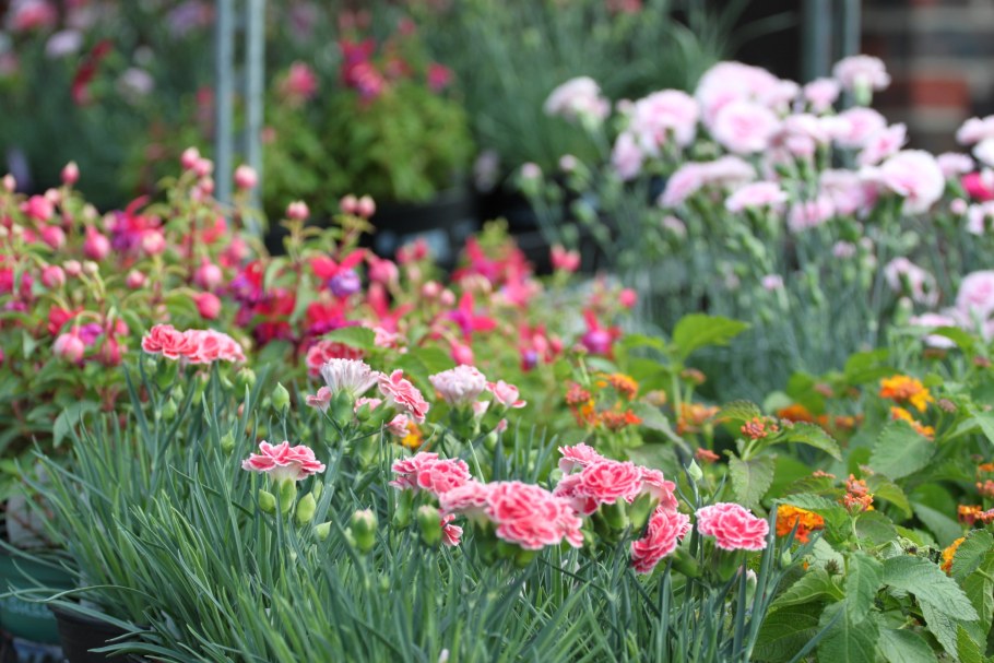 Гвоздика Шабо на клумбе