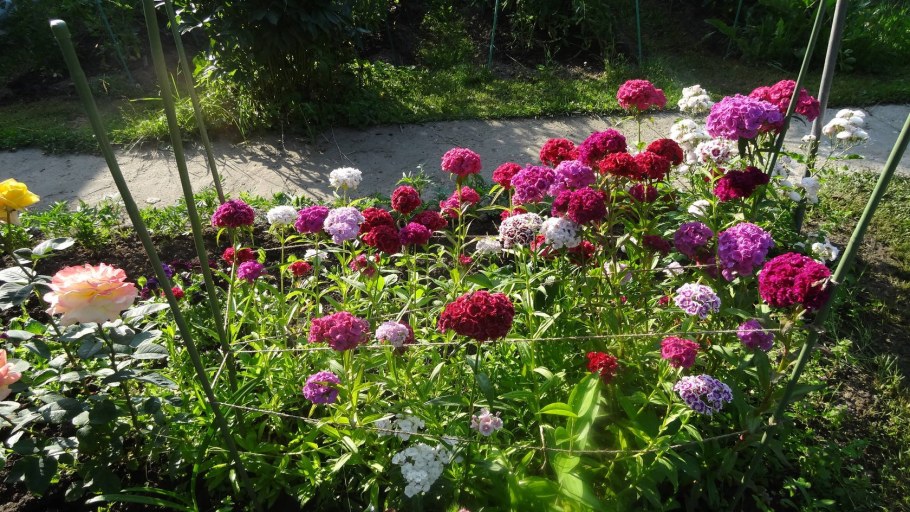 Гвоздика Шабо в цветнике