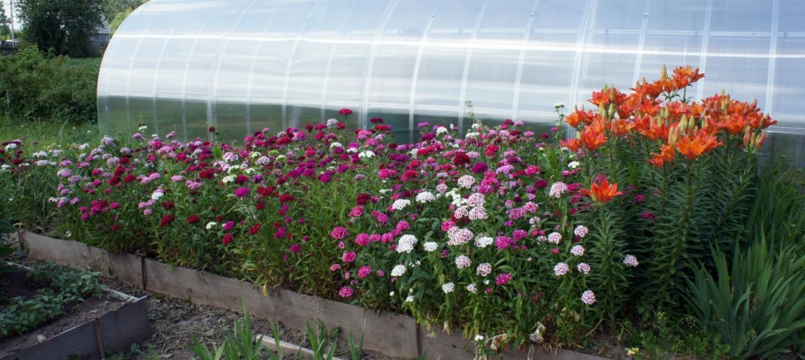 Турецкая гвоздика бордюрная