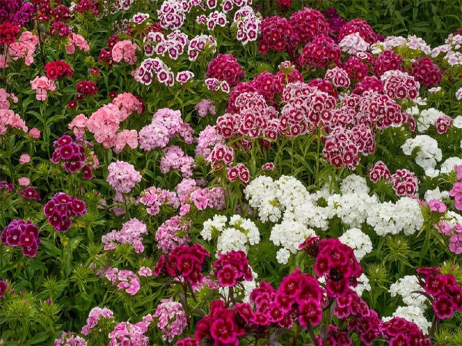 Гвоздика Барбатус махровая