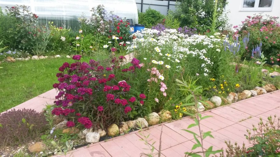 Лихнис в миксбордере