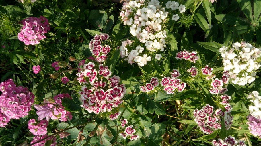 Гвоздики турецкие вост.Сказ.см.окр.