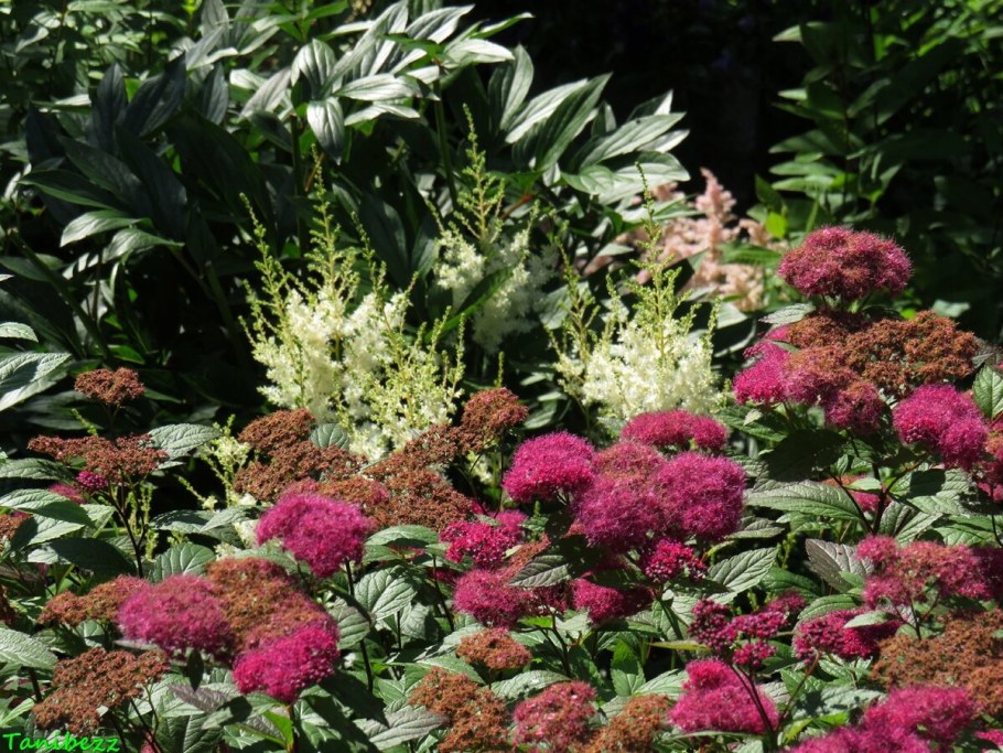 Клумба Хоста астильба спирея