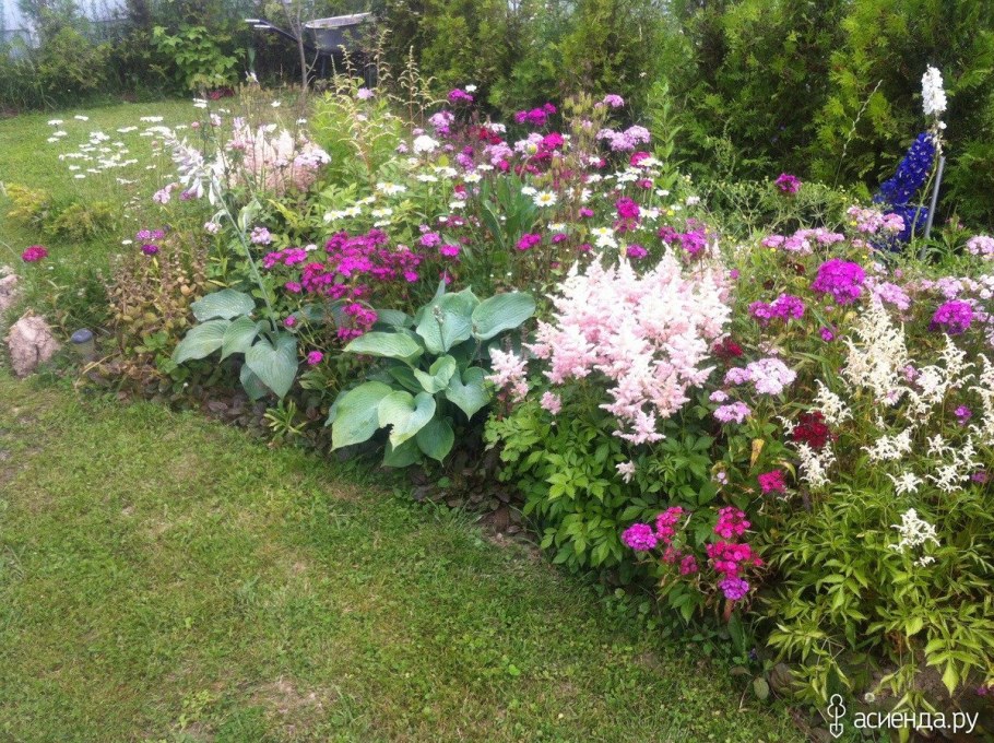 Миксбордер пионы Флоксы лилии