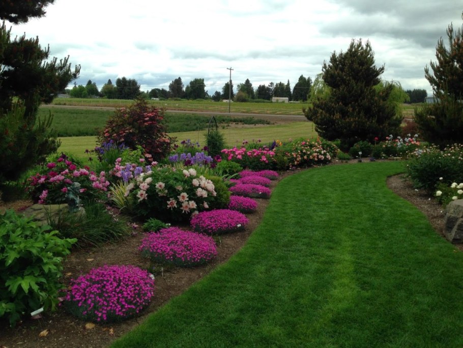 Рабатка Тунберга