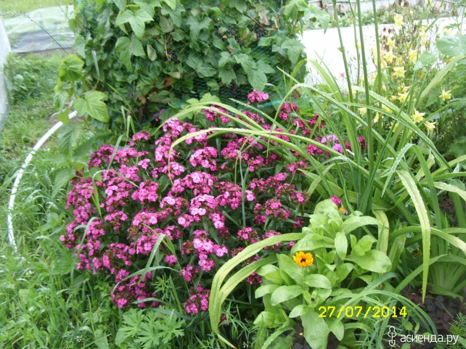 Турецкая гвоздика в ландшафтном дизайне