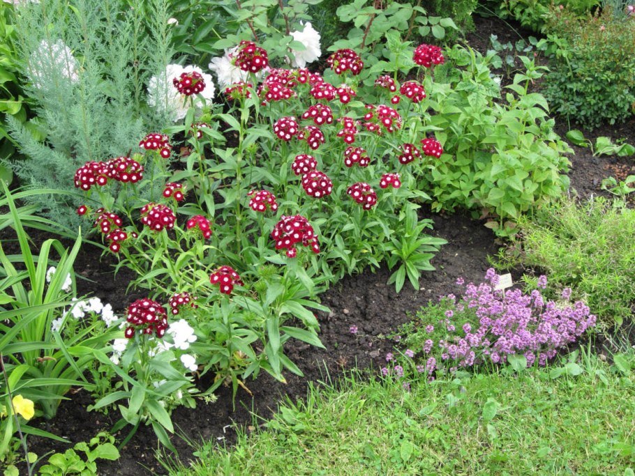 Гвоздика турецкая Блэк Мэджик