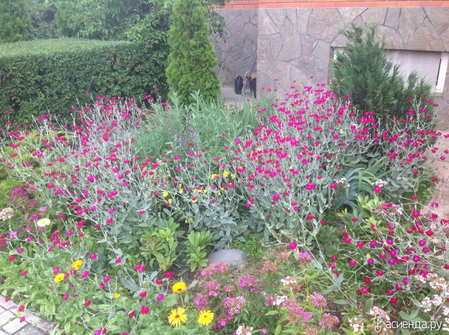 Лихнис корончатый